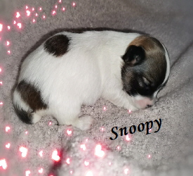 Snoopy