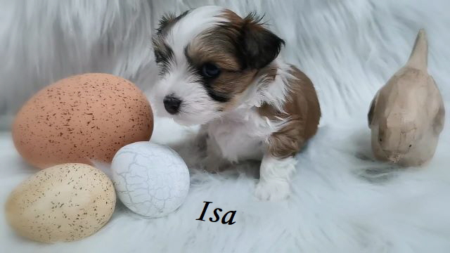 



Isa