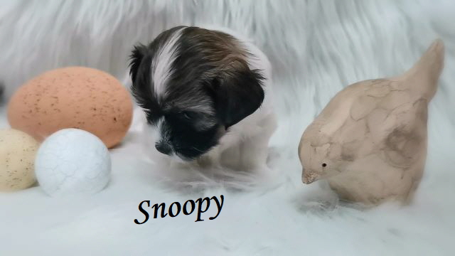 Snoopy