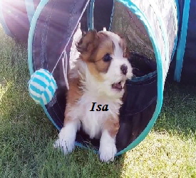 

Isa