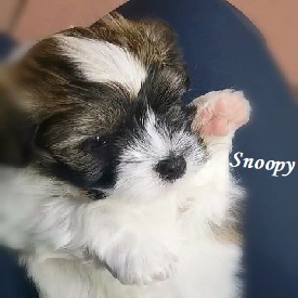 Snoopy