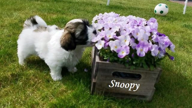 Snoopy