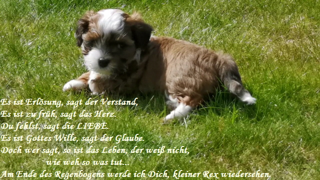 Es ist Erlsung, sagt der Verstand,
Es ist zu frh, sagt das Herz.
Du fehlst, sagt die LIEBE.
Es ist Gottes Wille, sagt der Glaube.
Doch wer sagt, so ist das Leben, der wei nicht, 
                  wie weh so was tut...
Am Ende des Regenbogens werde ich Dich, kleiner Rex wiedersehen.