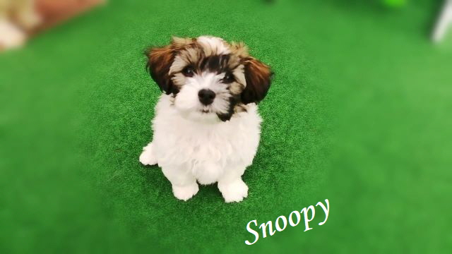 Snoopy